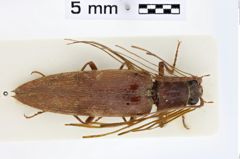 Foto (Dorsalansicht) von Pectocera amamiinsulanus (NHMW-ZOO-COL-0010749)